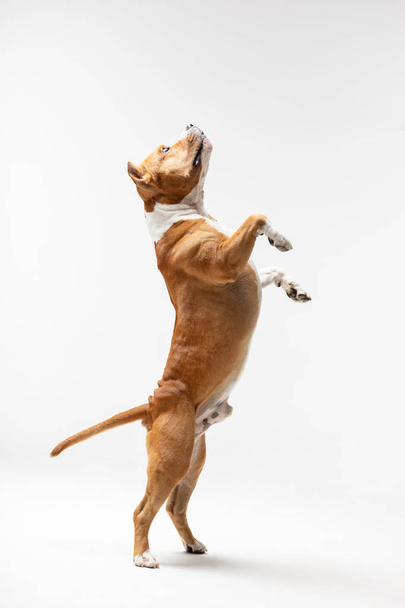 Red and white american staffordshire terrier with cropped ears stands on back legs indoor at white background - Foto, imagen