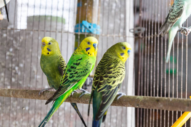 Група Папуги хвилясті в клітку - Фото, зображення