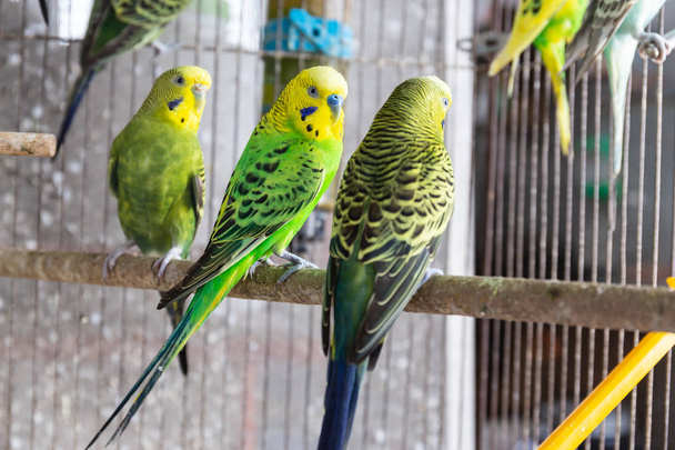 The Group of  Budgerigar in the cage - Photo, Image