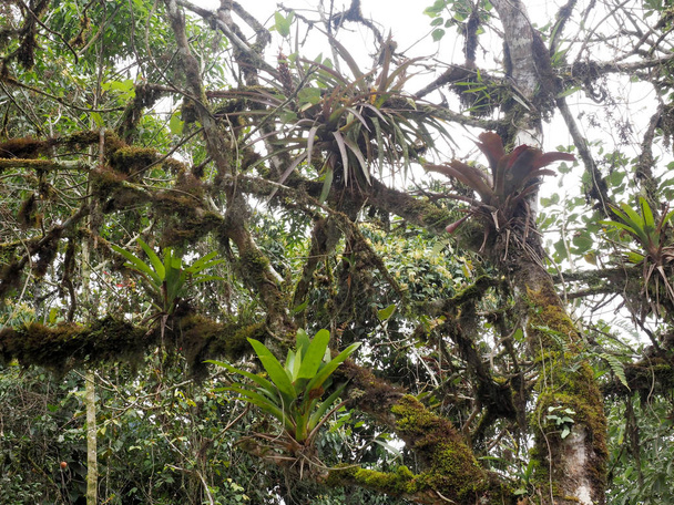 霧の森、ミンド、エクアドルの木に大きな bromelia - 写真・画像