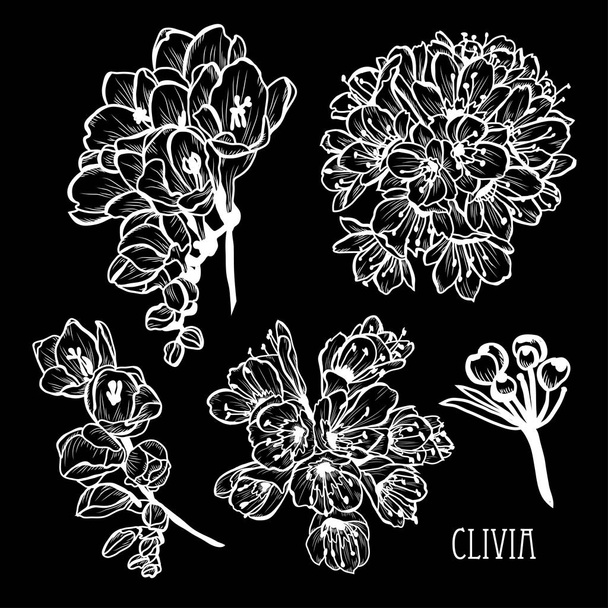 Decorative clivia (bush lily) flowers set, design elements. Can be used for cards, invitations, banners, posters, print design. Floral background in line art style - Vektori, kuva