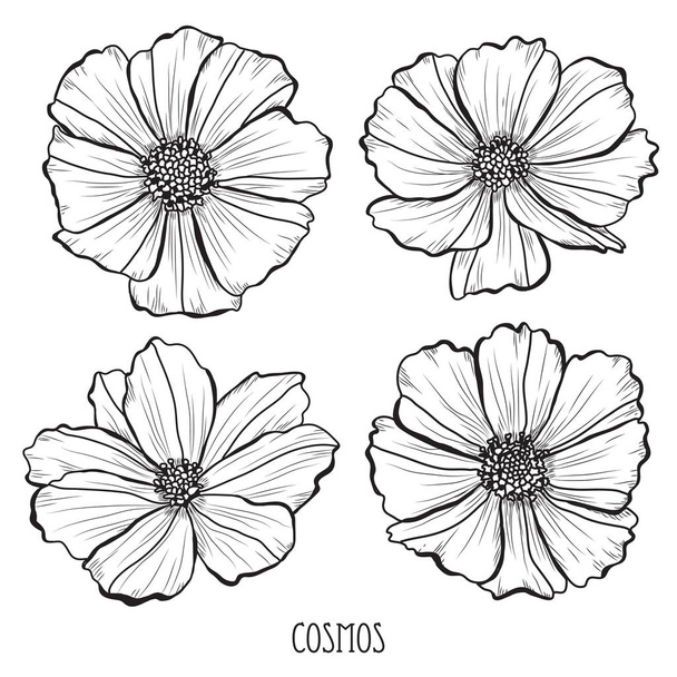 Decorative cosmos  flowers set, design elements. Can be used for cards, invitations, banners, posters, print design. Floral background in line art style - Vector, imagen