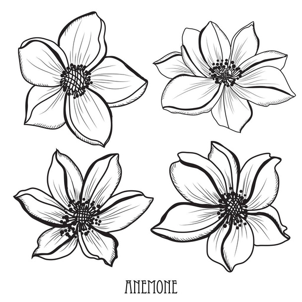 Dekoratif anemone çiçekler ayarla, tasarım öğeleri. Tasarımını yazdırma, kartları, davetiyeleri, afişler, posterler için kullanılabilir. Çiçek arka planda satır sanat tarzı - Vektör, Görsel