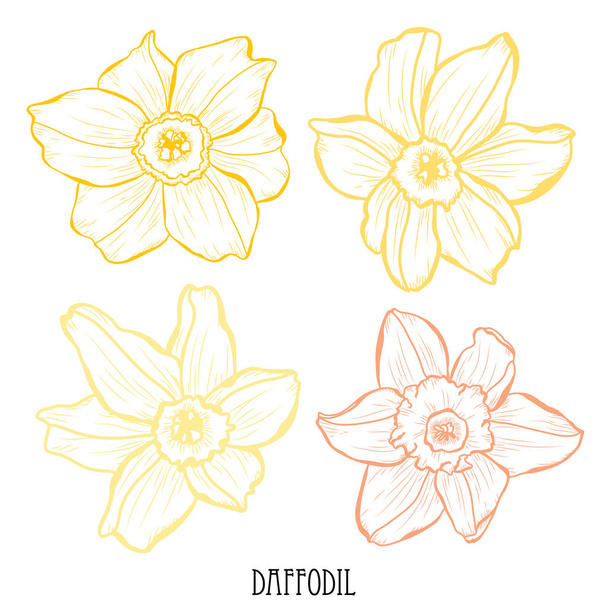 Decorative daffodil (narcissus)  flowers set, design elements. Can be used for cards, invitations, banners, posters, print design. Floral background in line art style - Vektör, Görsel