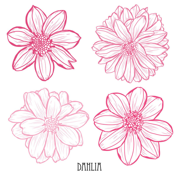 Decorative dahlia  flowers set, design elements. Can be used for cards, invitations, banners, posters, print design. Floral background in line art style - Vector, Imagen