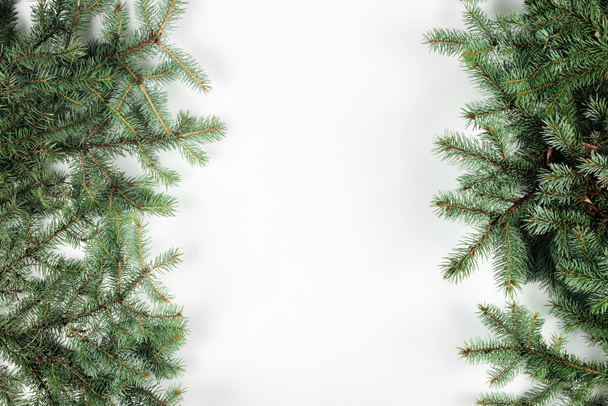 top view of beautiful evergreen fir twigs on white background - Photo, Image