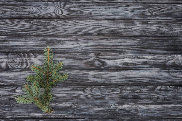 top view of beautiful evergreen fir twig on wooden background   - 写真・画像