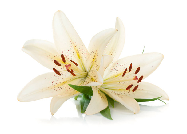 dwóch białych lilii. na białym tle - Zdjęcie, obraz
