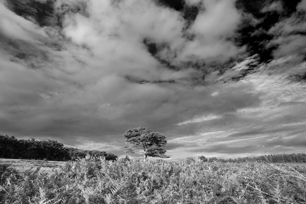 schöne sommer sonnenuntergang landschaft bild von bratley blick in new forest nationalpark england schwarz-weiß bild - Foto, Bild