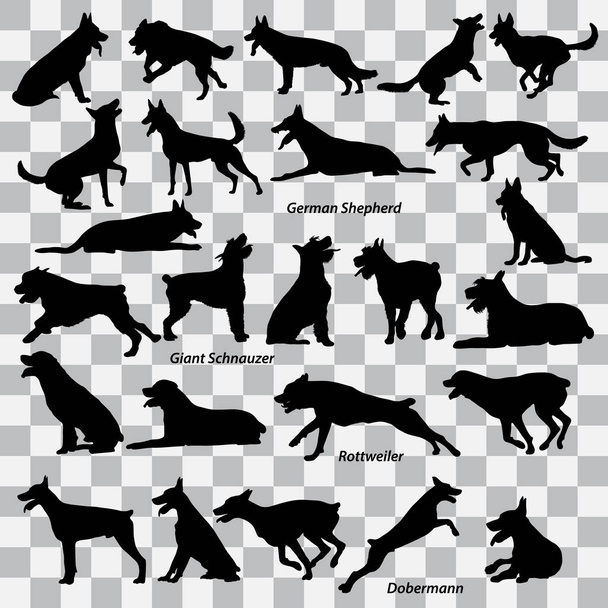 Egy sor fekete sziluettek a kutyák - Német Pásztor, Óriás schnauzer, Dobermann, Rottweiler, egy átlátszó háttérrel. Gyűjteménye vektor illusztrációk - Vektor, kép