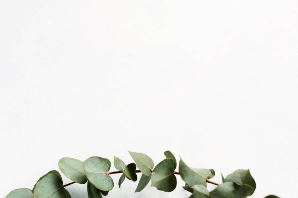 flora greenery exotic plant eucalyptus twig decor - Фото, зображення
