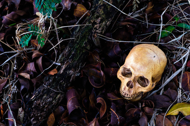 Horror scene with human skull on the floor. Halloween concept. - Photo, Image