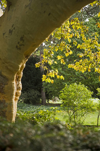 Vieux Platanus acerifolia géant et feuilles brun-jaune dans le parc du début de l'automne. Parc Doblehoff à Baden Autriche.Cet arbre unique a été planté en 1860
 - Photo, image