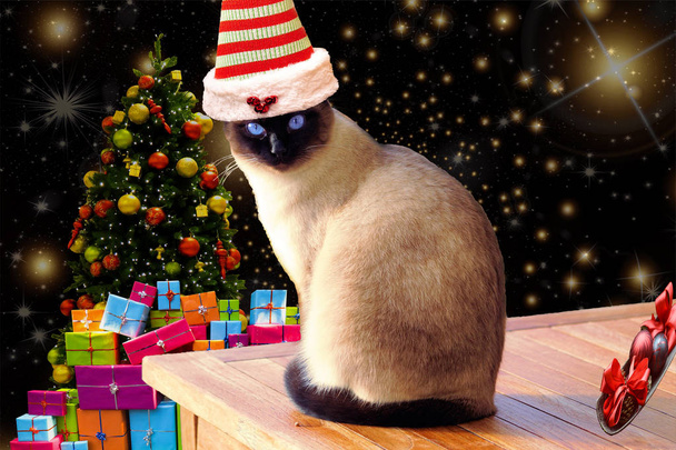 Weihnachten lustig und niedlich Katze auf einem Tisch trägt einen gestreiften Elfenhut mit weihnachtlichem Hintergrund - Foto, Bild