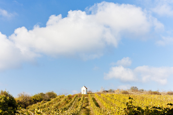 виноградник осенью рядом с Hnanice, Чехия
 - Фото, изображение