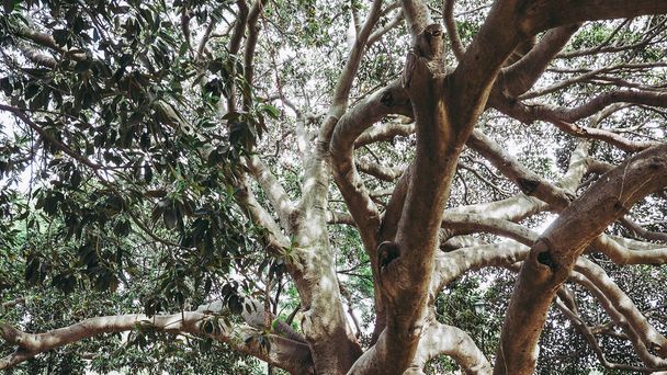 Moreton Bay fig (Ficus macrophylla) alias banyan tree australiano
 - Foto, immagini