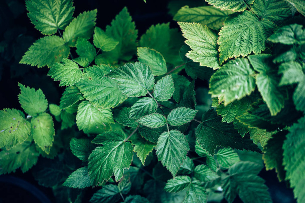 grüne Natur Pflanze Blätter Hintergrund, natürliche organische Laub im Frühling Garten als abstrakte Flora Hintergrund oder Tapete für die Gestaltung - Foto, Bild