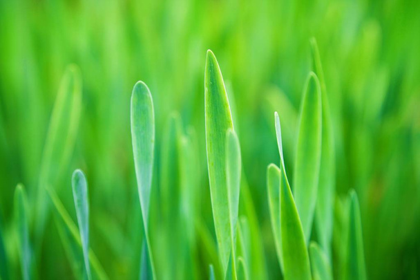 Green grass in summer, selective focus - Foto, imagen