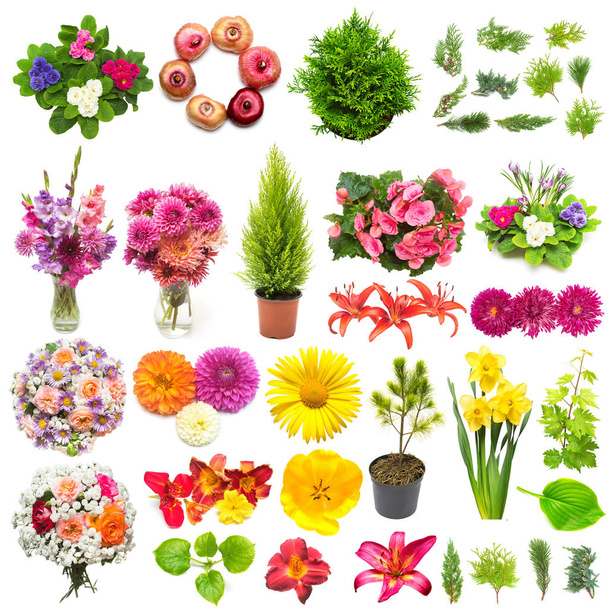 Creatief voorjaar natuur concept van planten. Collectie van bloemen, bladeren, jeneverbes, pijnbomen geïsoleerd op een witte achtergrond. Plat lag, top uitzicht - Foto, afbeelding