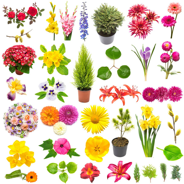 Kreativní jarní příroda koncept z rostlin. Kolekce květiny, listy, jalovci, borovicemi, izolované na bílém pozadí. Plochá ležel, horní pohled - Fotografie, Obrázek