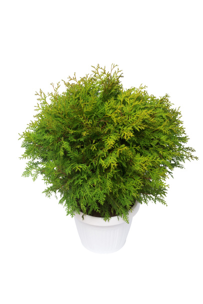 Thuja occidentalis danica isolated on white background. Coniferous trees. Flat lay, top view - Photo, Image