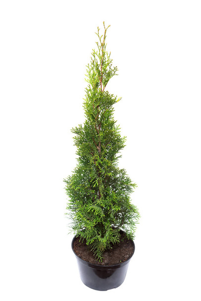 Thuja occidentalis spiralis in pot isolated on white background. Coniferous trees. Flat lay, top view - Photo, Image