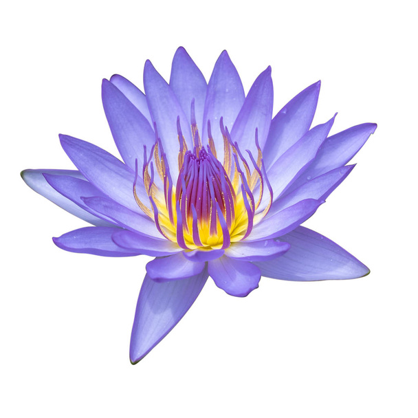 Mor Nilüfer veya beyaz arka plan üzerinde ayrı tut çiçek lotus kırpma  - Fotoğraf, Görsel