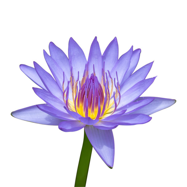 lila Seerose oder Lotusblume isolieren auf weißem Hintergrund, Clipping  - Foto, Bild
