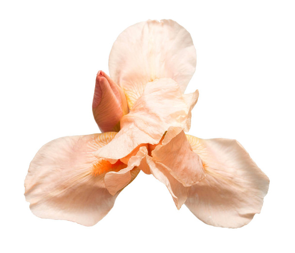 На белом фоне выделяется желто-розовый цветок ириса. Fantom фото. Плоский, вид сверху
 - Фото, изображение