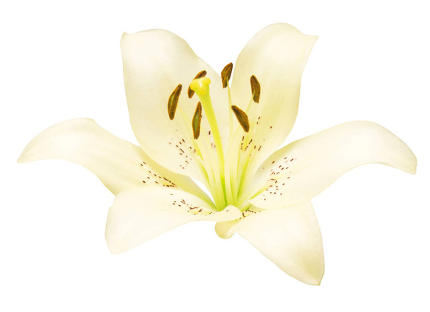 schöne weiße Lilie isoliert auf dem Hintergrund. flache Lage, Draufsicht - Foto, Bild