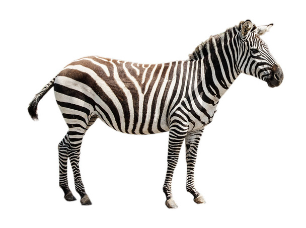 dierentuin enkele burchell zebra geïsoleerd op witte achtergrond - Foto, afbeelding