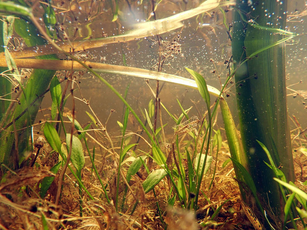 Pod wodą zdjęcie jeziora bog z podwodnych roślin   - Zdjęcie, obraz