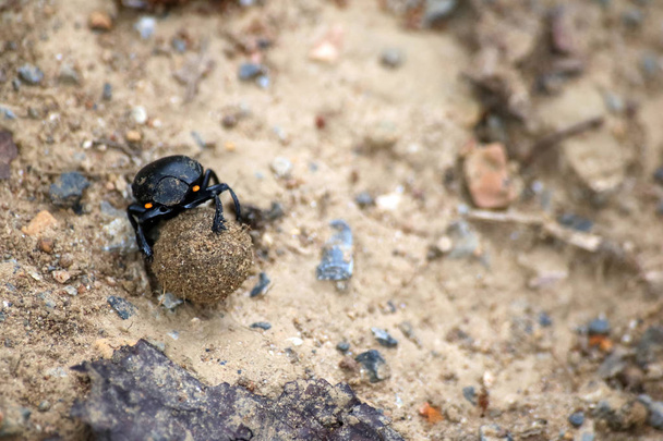 Escarabajos negros rodando una bola de tierra en el jardín.Fondo de la naturaleza
. - Foto, Imagen