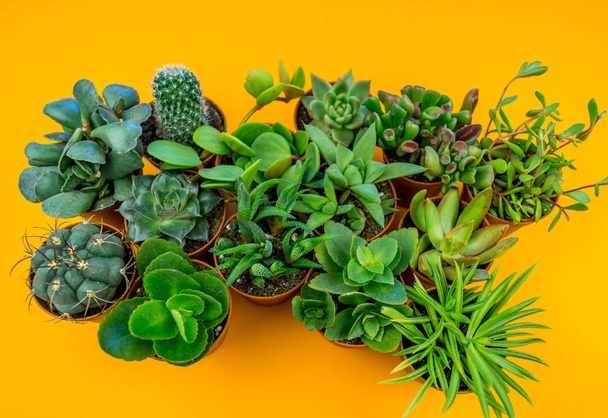 Plant on orange. Tropical Greens minimal art design.Contemporary Art.Cactus Fashion Set.Vanilla Trendy Pastel Colors. Sweet Summer Style. Creative Unusual. - Foto, Bild