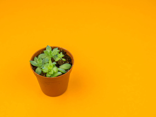 Plant on orange. Tropical Greens minimal art design.Contemporary Art.Cactus Fashion Set.Vanilla Trendy Pastel Colors. Sweet Summer Style. Creative Unusual. - Photo, Image