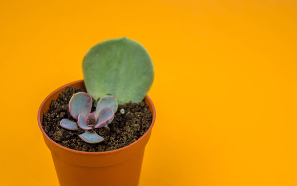 Plant on orange. Tropical Greens minimal art design.Contemporary Art.Cactus Fashion Set.Vanilla Trendy Pastel Colors. Sweet Summer Style. Creative Unusual. - Φωτογραφία, εικόνα