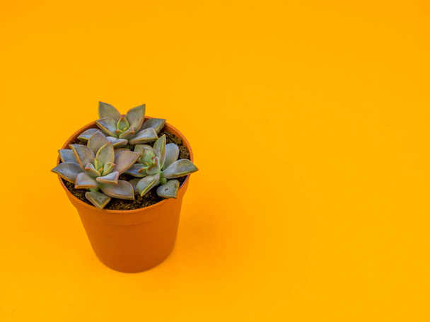 Plant on orange. Tropical Greens minimal art design.Contemporary Art.Cactus Fashion Set.Vanilla Trendy Pastel Colors. Sweet Summer Style. Creative Unusual. - Photo, image