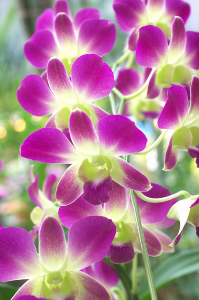 orchidée violette et verte
 - Photo, image