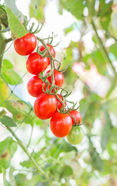 Εσωτερικη κόκκινες ντομάτες κολλάει σε δέντρα που φύονται σε θερμοκήπιο  - Φωτογραφία, εικόνα