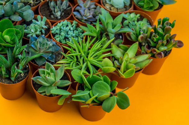 Plant on orange. Tropical Greens minimal art design.Contemporary Art.Cactus Fashion Set.Vanilla Trendy Pastel Colors. Sweet Summer Style. Creative Unusual. - Foto, immagini