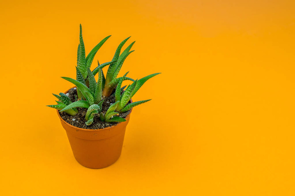 Plant on orange. Tropical Greens minimal art design.Contemporary Art.Cactus Fashion Set.Vanilla Trendy Pastel Colors. Sweet Summer Style. Creative Unusual. - Foto, imagen