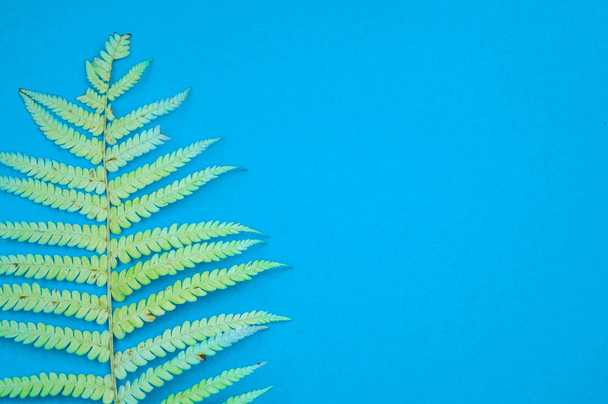 Yellow autumn leaf fern on a blue background. Warm cozy concept. - Фото, изображение