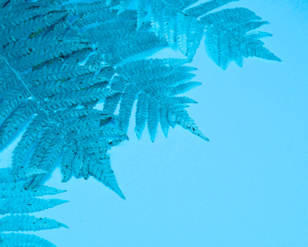 Blue autumn leaf fern on a soft blue background. Cold winter cozy concept. - Foto, Bild