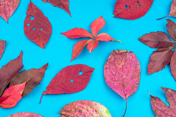 Multicolored autumn leaf on a soft blue background. Leaf fall comfort concept. - Foto, Imagen