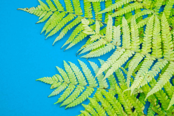 Yellow autumn leaf fern on a blue background. Warm cozy concept. - Foto, immagini