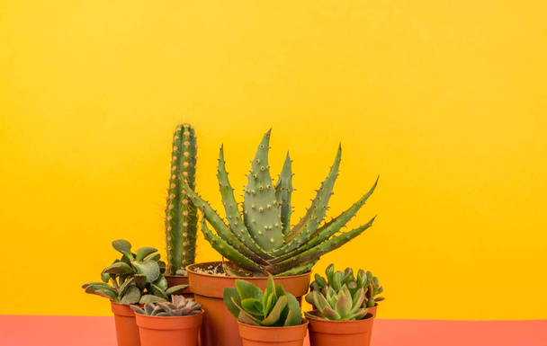 A lot of cactus in pots stands on a pink background.Tropical flower succulent - 写真・画像
