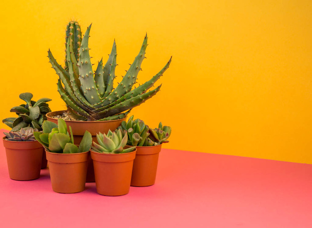 A lot of cactus in pots stands on a pink background.Tropical flower succulent - 写真・画像