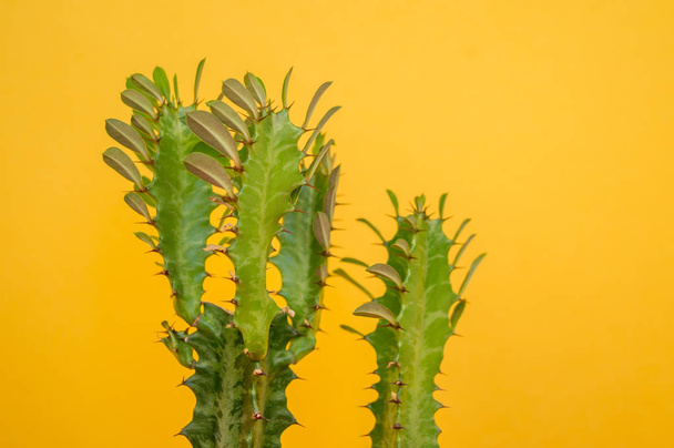 Cactus spurge on a yellow background.Tropical flower succulent - Foto, Imagem