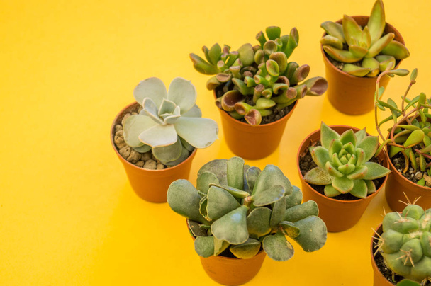 A lot of cactus stands in a pot on a yellow background. View from above. Tropical succulent. - Foto, Bild