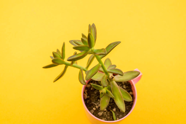 One cactus stands in a pink cup on a yellow background. View from above. Tropical succulent. - Foto, afbeelding